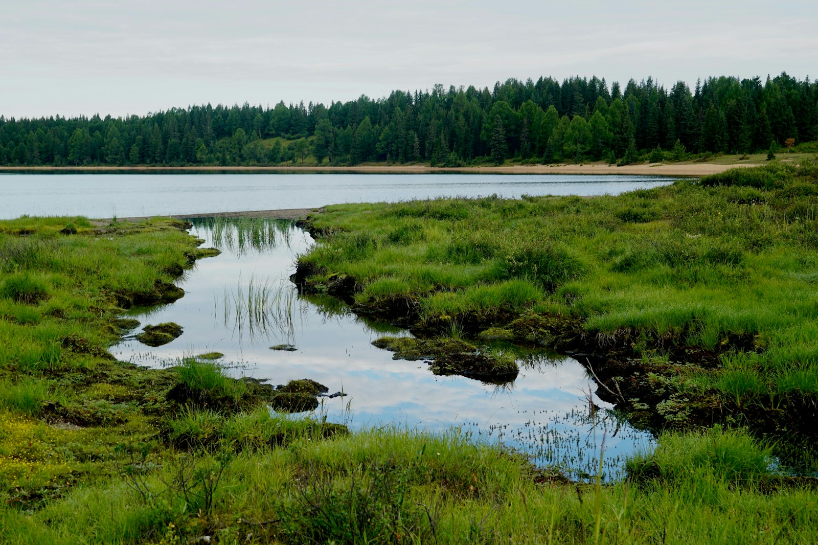 Ett ekosystem med våtmark, sjö och skog